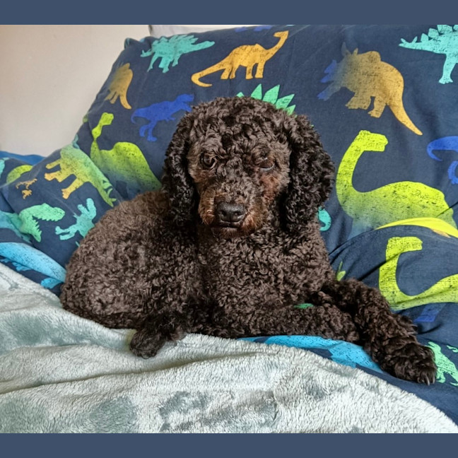 Photo of Belle