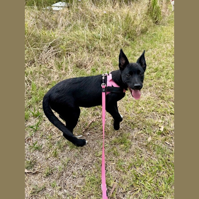 Photo of Connie   15 Week Old Border Collie X