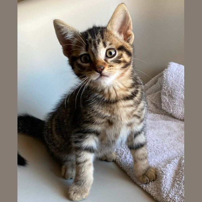 Photo of Bentley