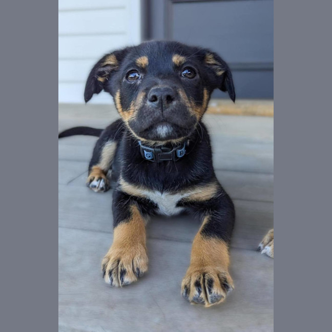 Photo of Chucky