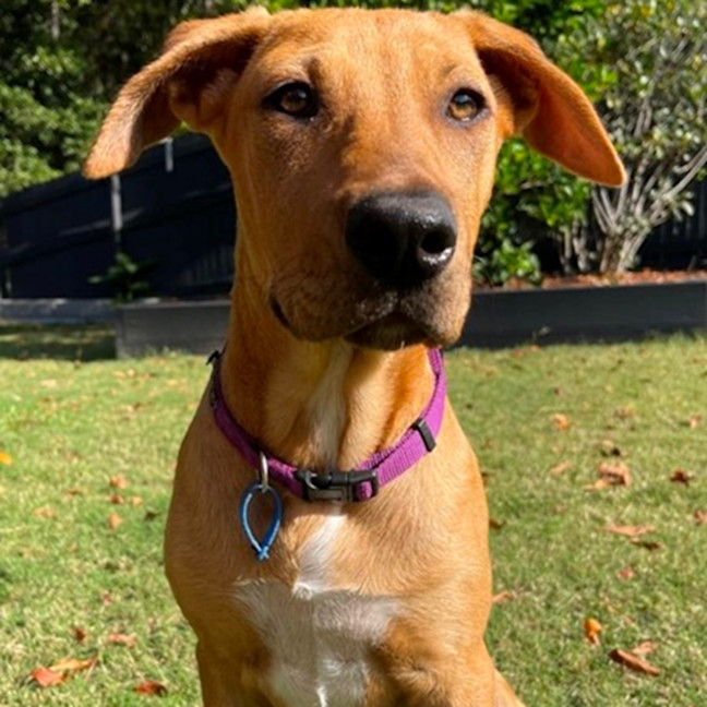 Photo of Brittany *$250 Adoption Fee*