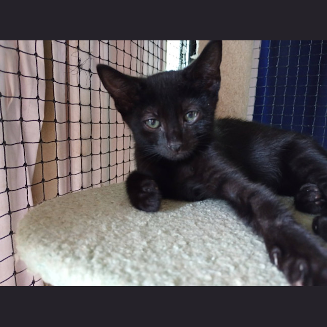 Photo of Jellybean