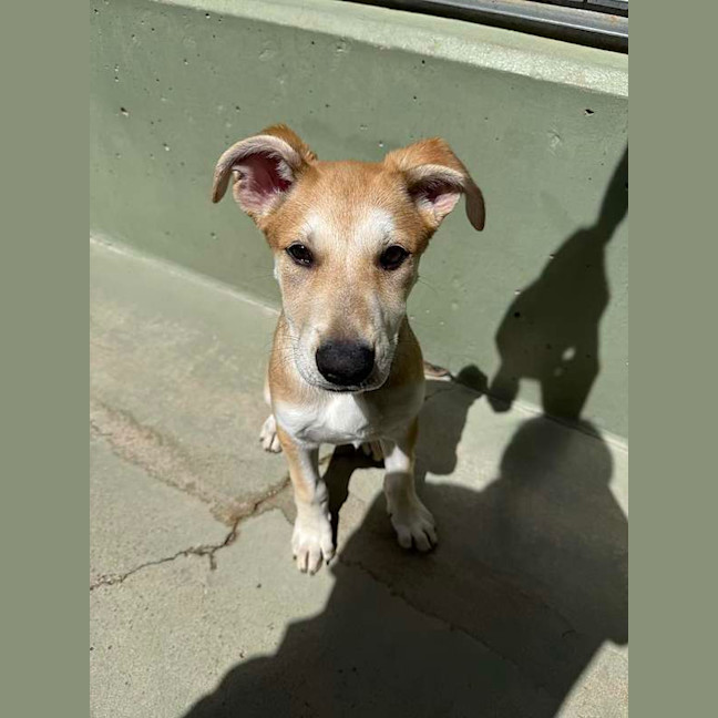 Photo of Daisy