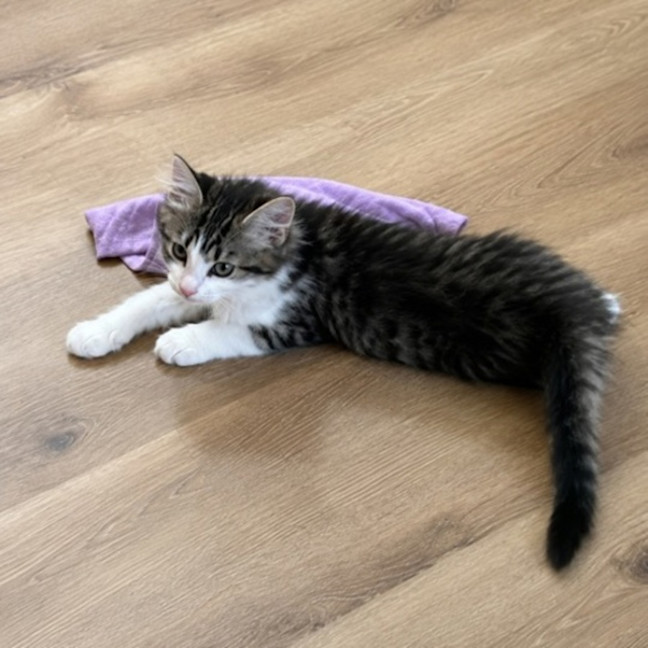 Photo of Maxi