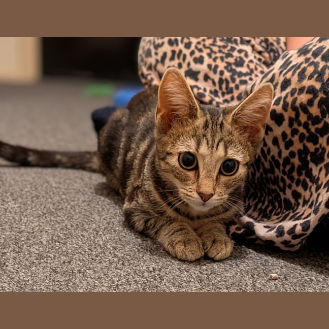 Photo of Aria