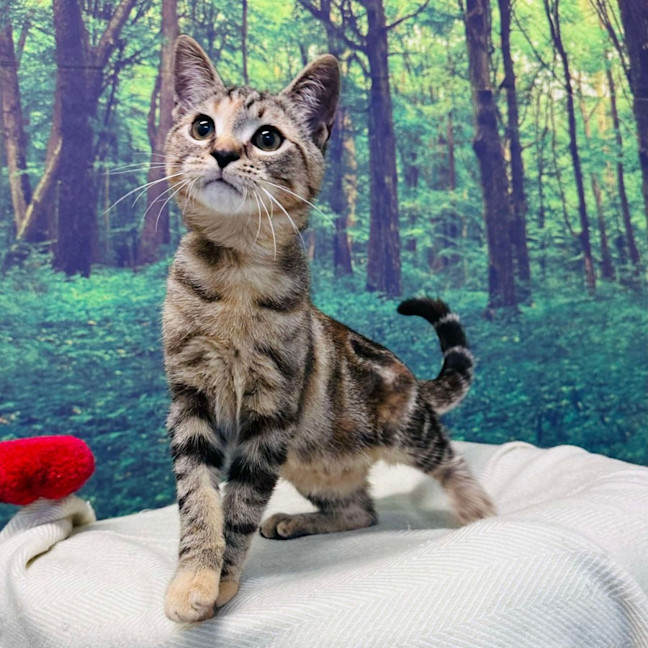 Photo of Pixie   Located In Meadow Heights