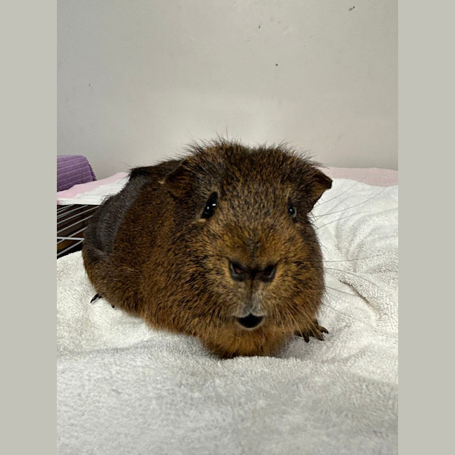 Photo of Oinker 