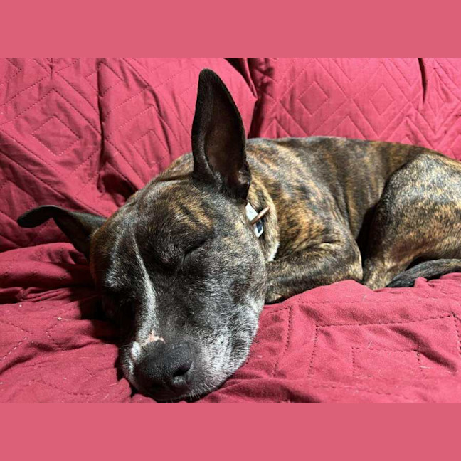 Photo of Rocky
