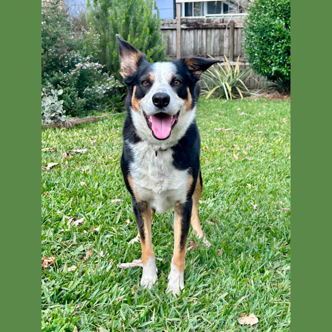 Photo of Arkie