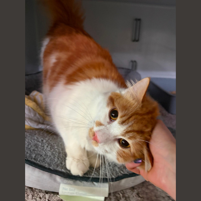 Photo of Crouton