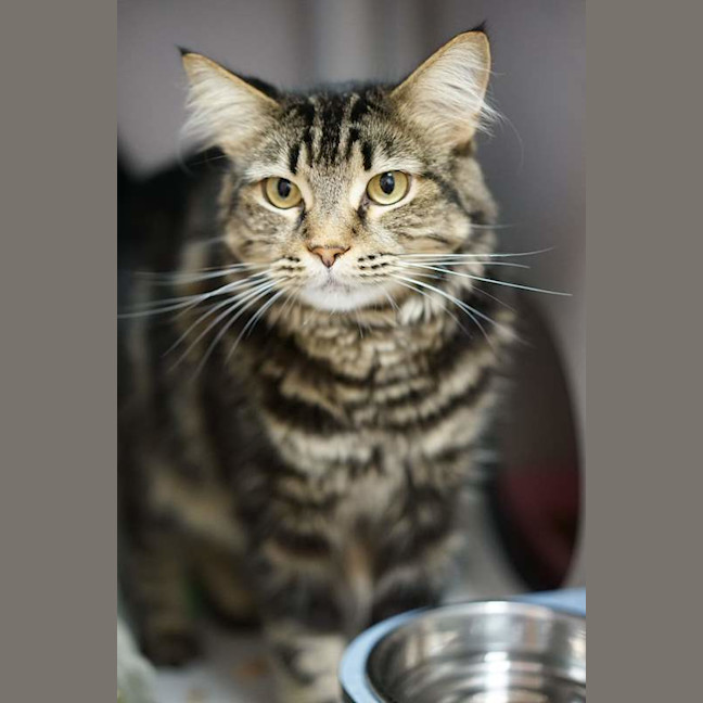 Photo of Milo