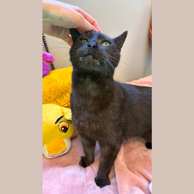 Photo of El Gato
