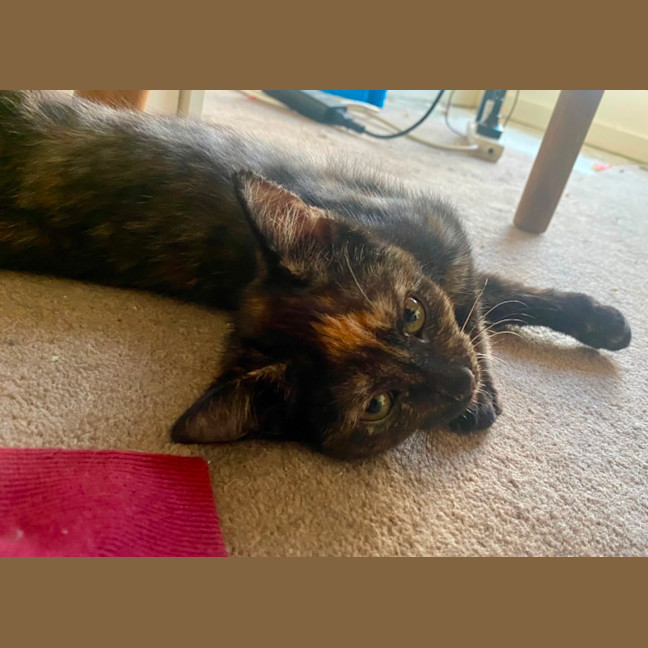 Photo of Beauregard **2nd Chance Cat Rescue**