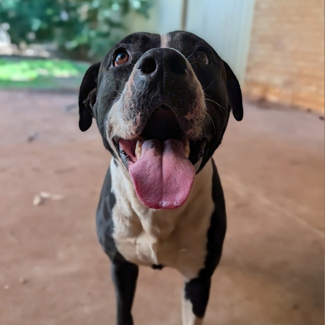 Photo of Oscar