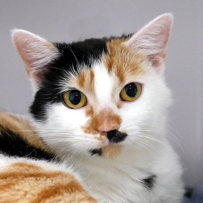 Photo of Nugget Sta013770