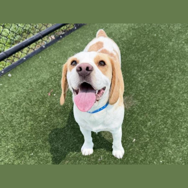 Photo of Beau Imp 204