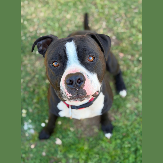 Photo of Loki