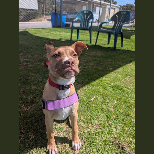 Photo of Clover