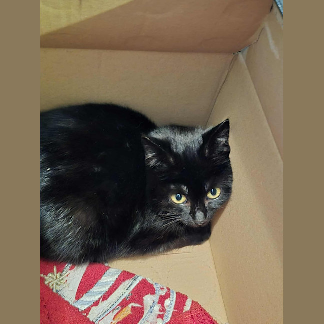 Photo of Cynder**2nd Chance Cat Rescue**