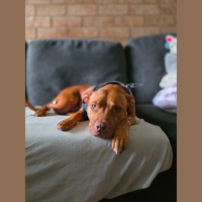 Photo of Shadow   7 Year Old Staffy X