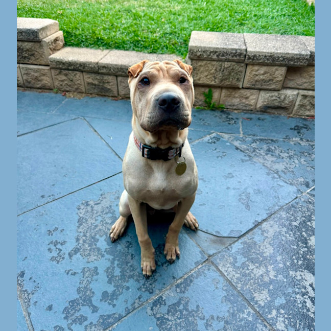 Photo of Choc Honeycomb 🍯 