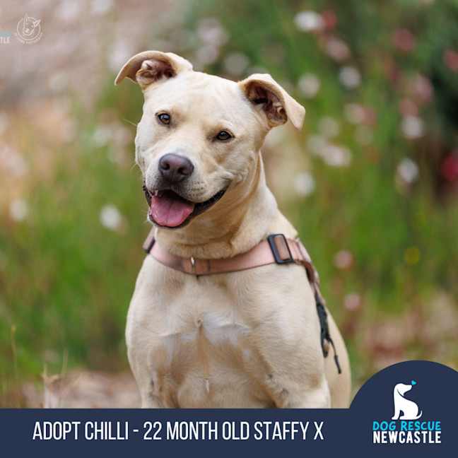 Photo of Chilli   22 Month Old Staffy X