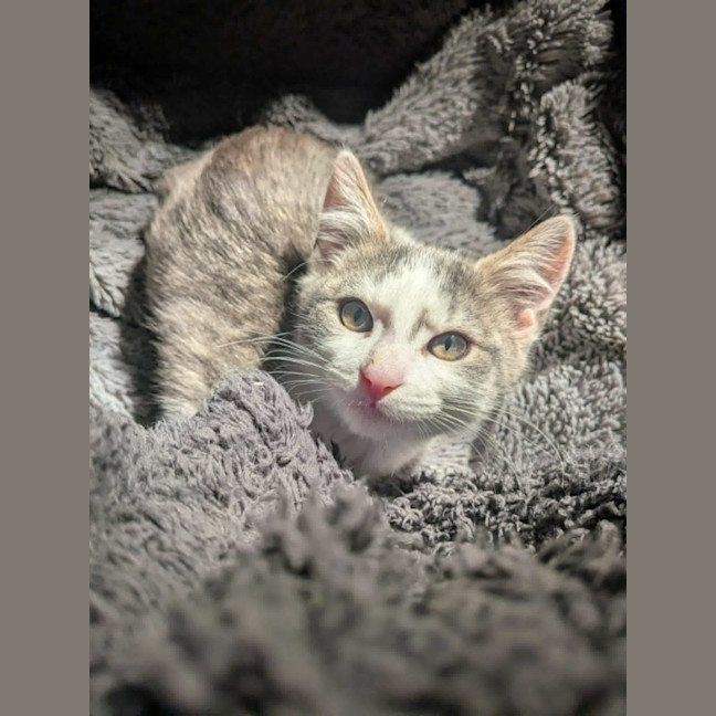 Photo of Pedro   In Foster Care In Ashburton