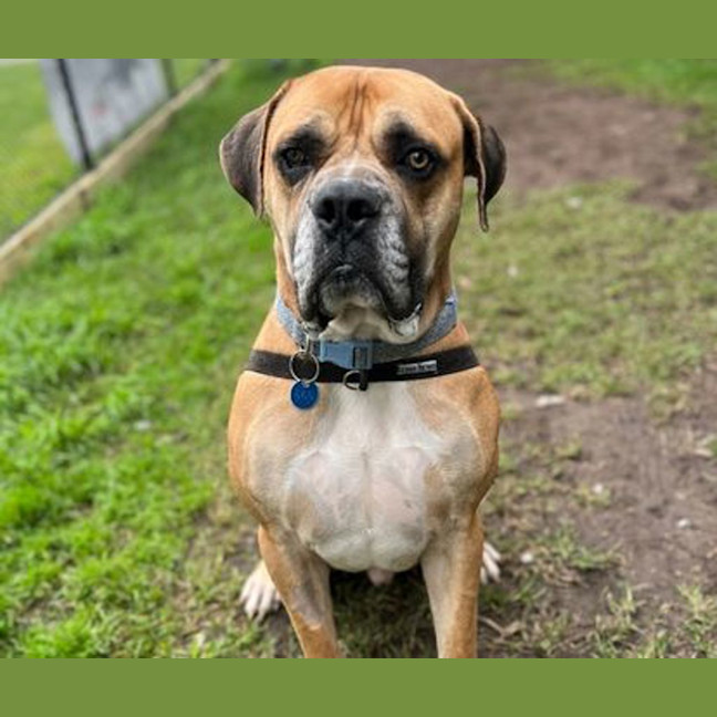 Photo of Goliath