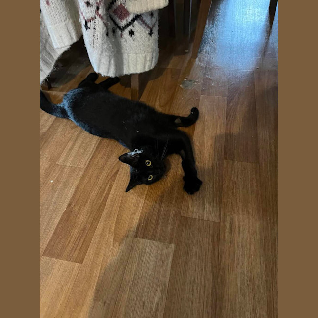 Photo of Goblin