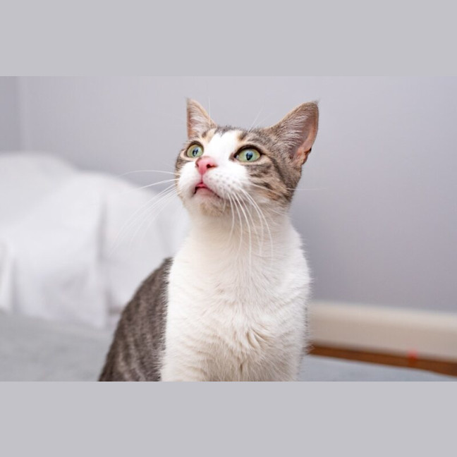 Photo of Pixie