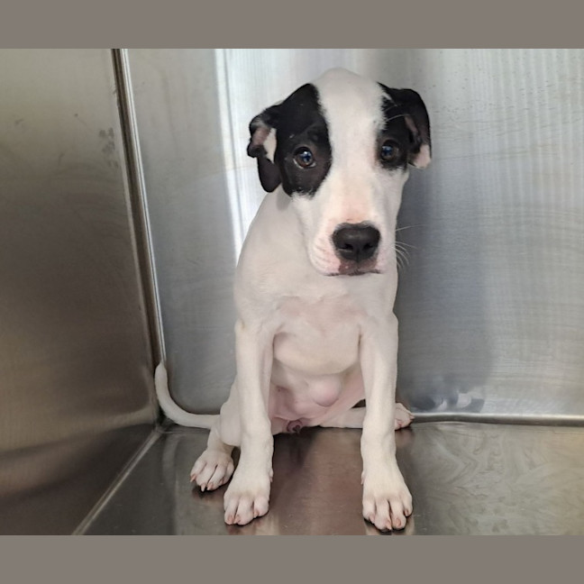 Photo of Lolly (P15)