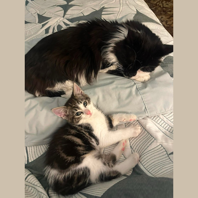 Photo of Lenni   In Foster In Oak Park