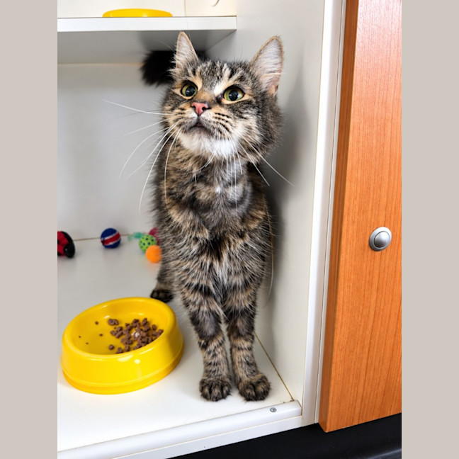 Photo of Sashimi