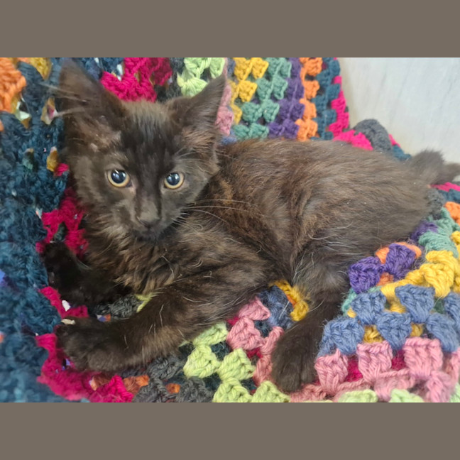 Photo of Shingleback