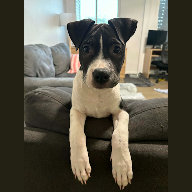 Photo of Dagger