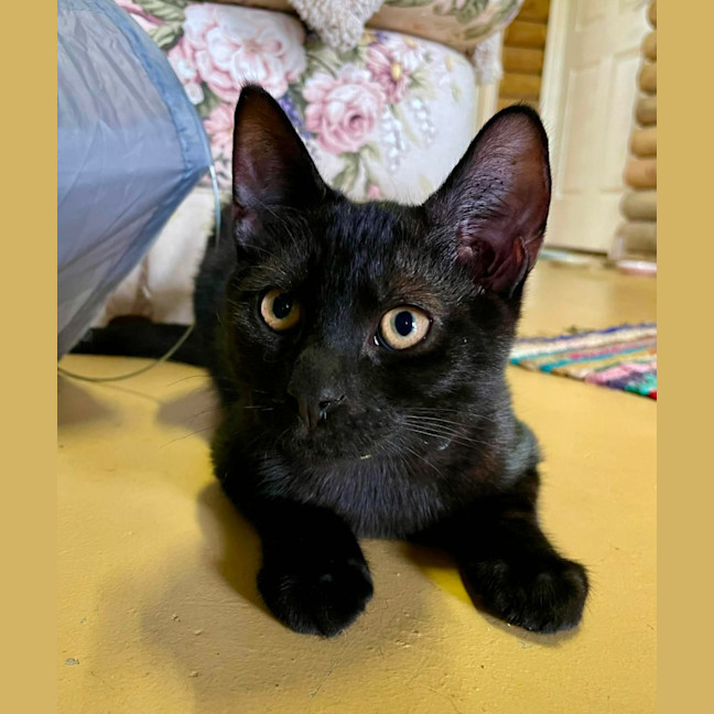 Photo of Neko