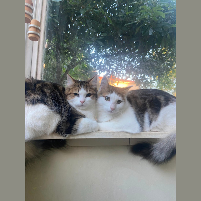 Photo of Paddington Ii