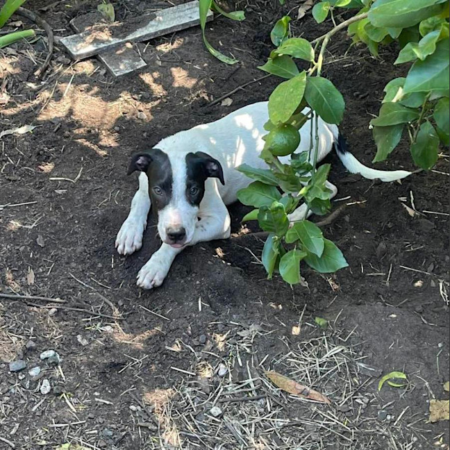 Photo of Hugo