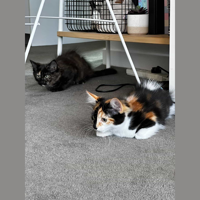 Photo of Nutmeg & Cinnamon