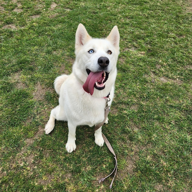 Photo of Simba (62398)