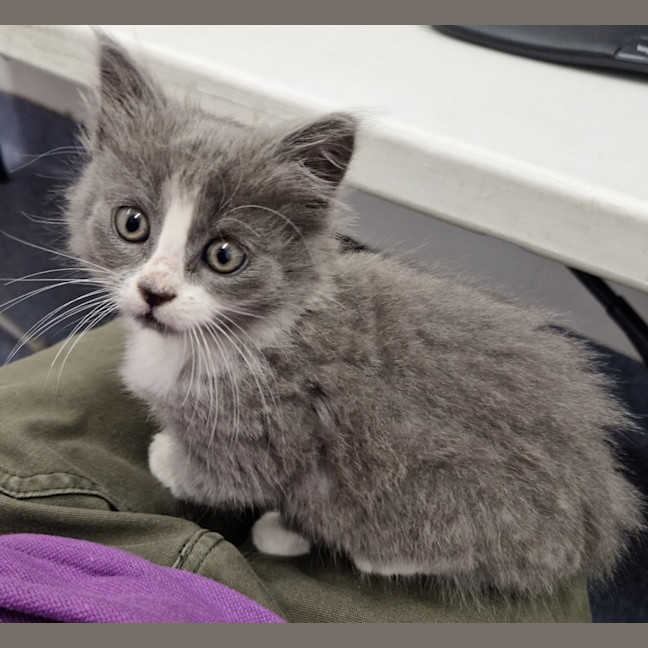 Photo of C1376 Smokey