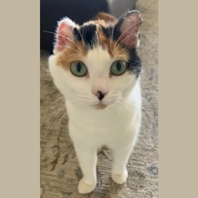 Photo of Shelby