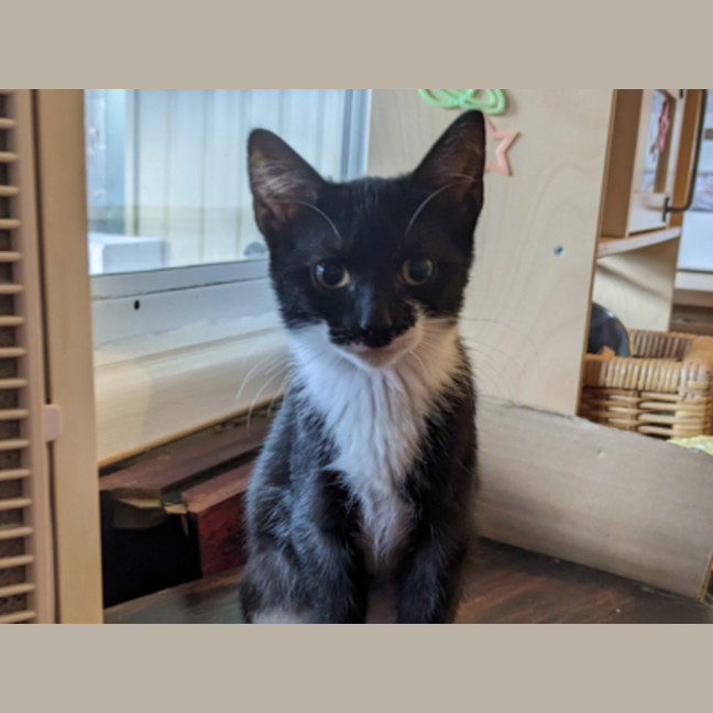 Photo of Kiki (With Nemo)