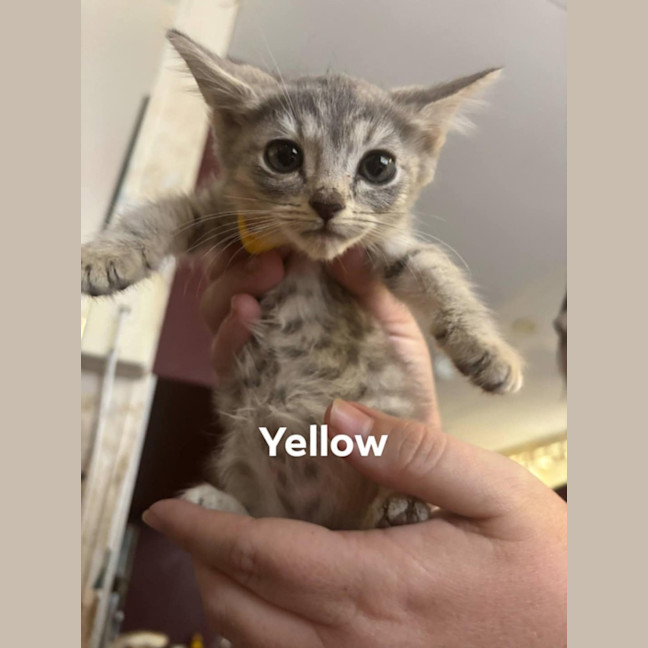 Photo of Birdie (K45)