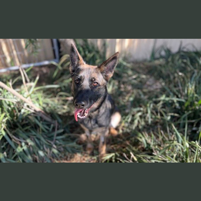 Photo of Maple