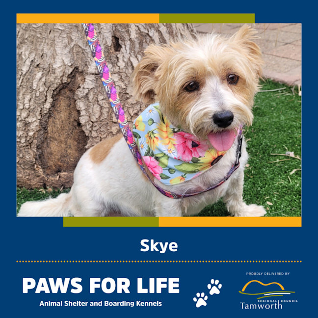 Photo of Skye