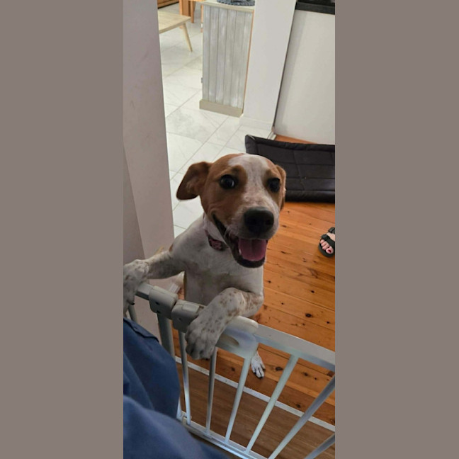 Photo of Nugget   5 Month Old Staffy X