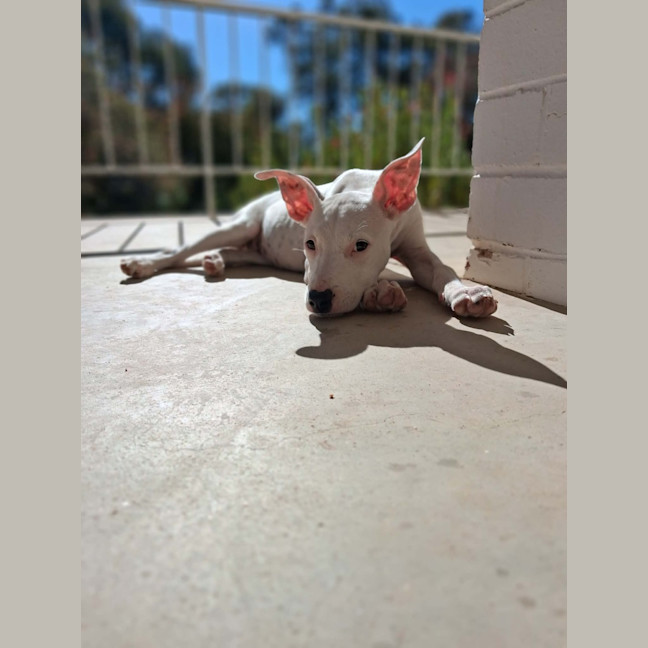 Photo of Sage 