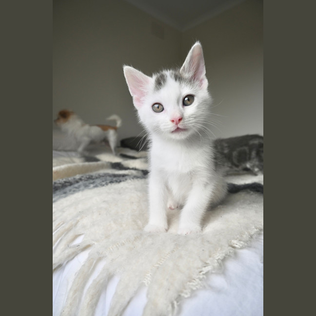 Photo of Tommy