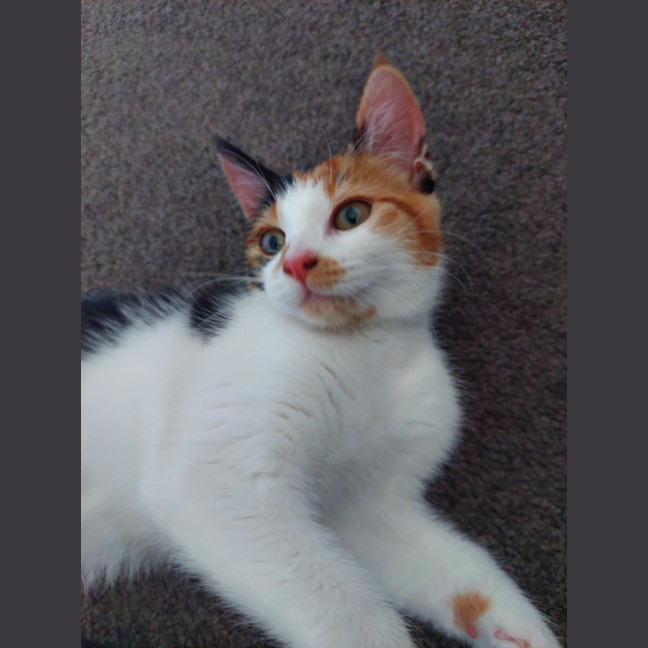 Photo of Gem